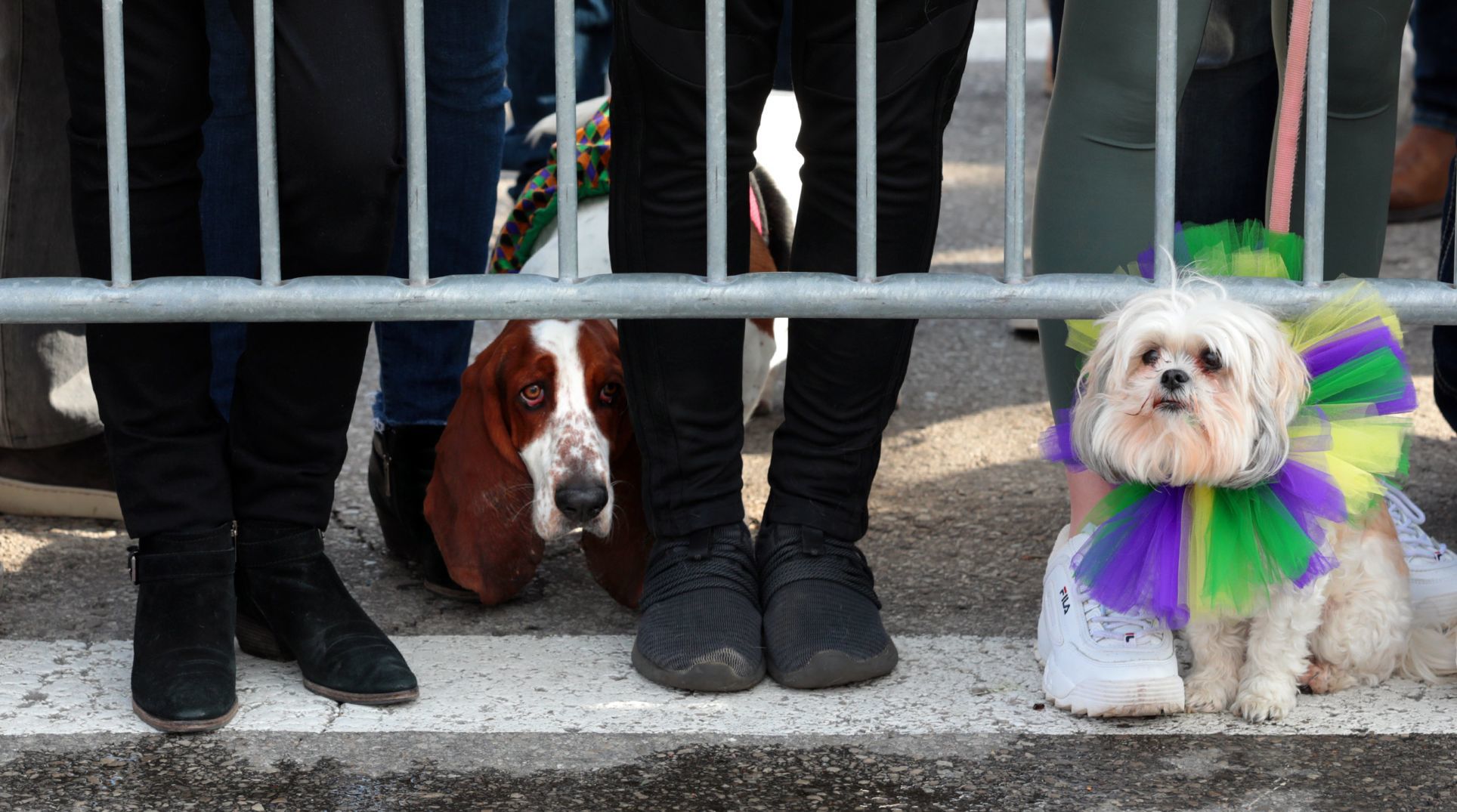 Purina Pet Parade barks through Soulard